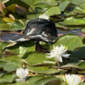 Meet your Posher, Ribbit